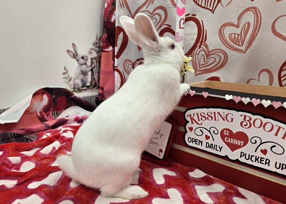 Enlarge Mark, a Adoptable Bunny Rabbit in Westford, MA image 3/6