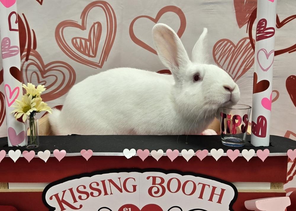 Enlarge Mark, a Adoptable Bunny Rabbit in Westford, MA image 4/6