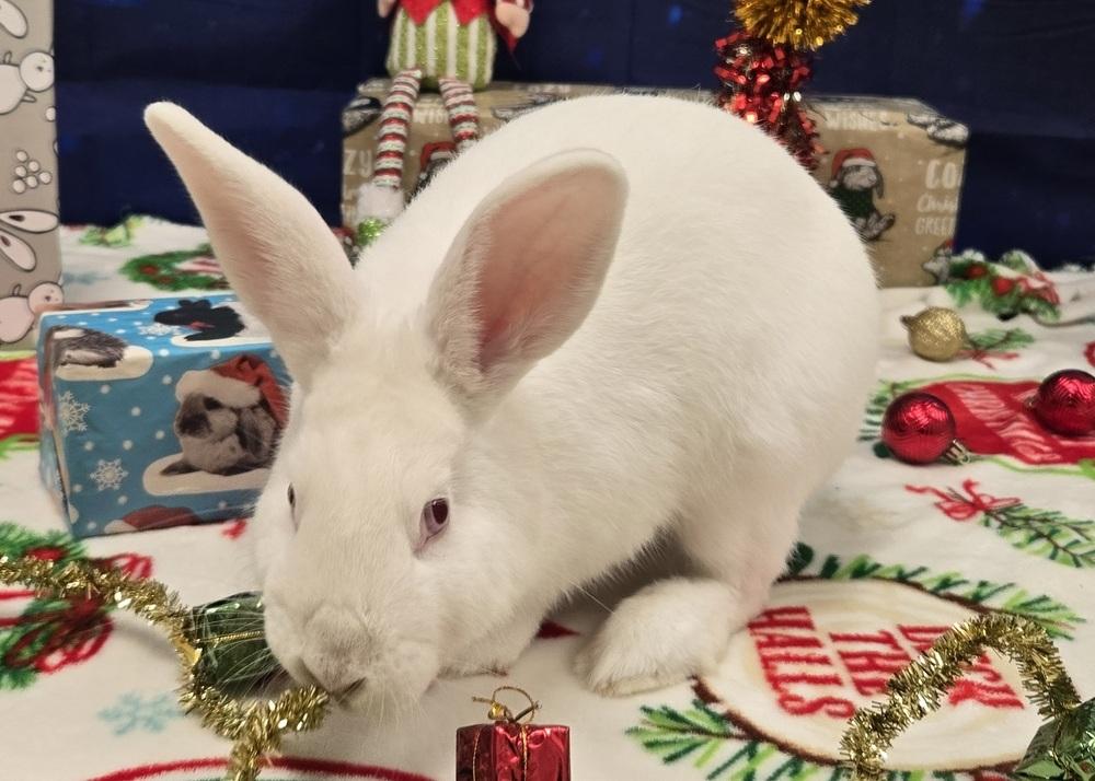 Mark, a Adoptable Bunny Rabbit in Westford, MA image 4/6