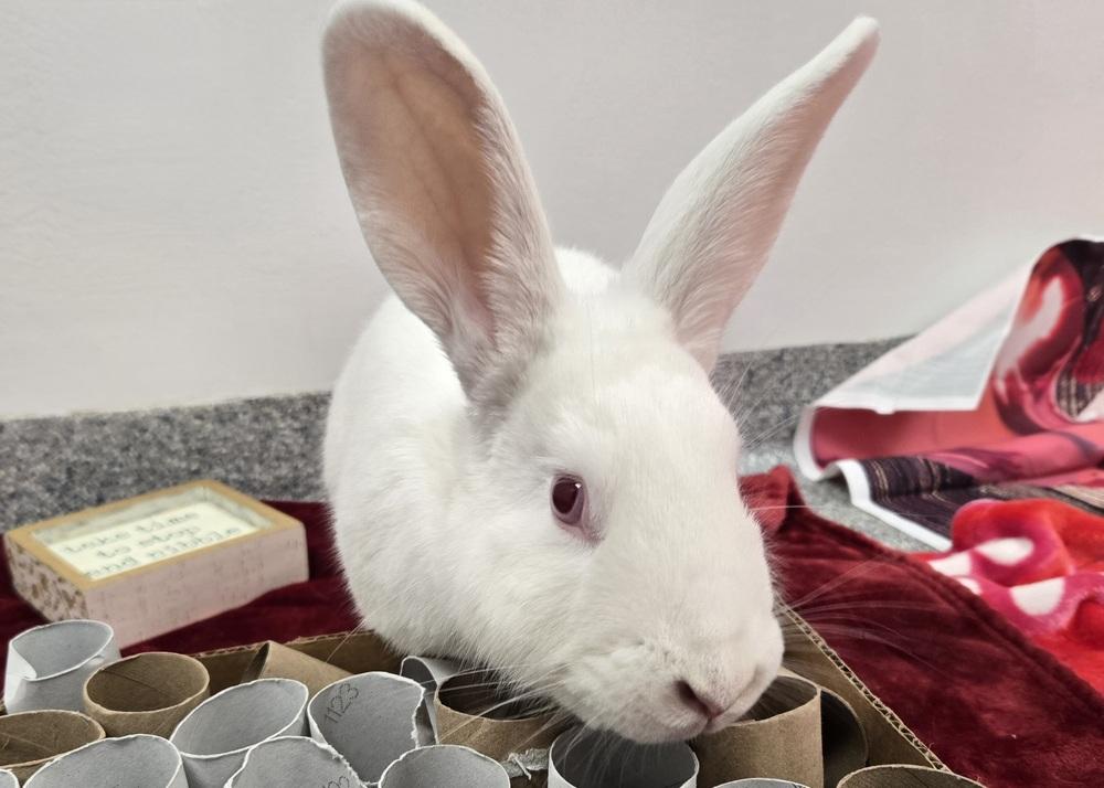Enlarge Mark, a Adoptable Bunny Rabbit in Westford, MA image 5/6