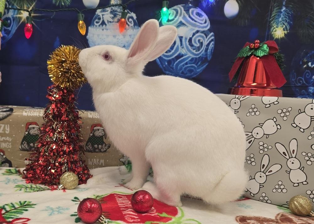 Mark, a Adoptable Bunny Rabbit in Westford, MA image 5/6