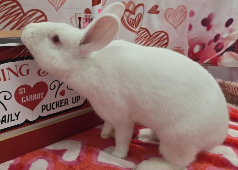 Enlarge Mark, a Adoptable Bunny Rabbit in Westford, MA image 6/6