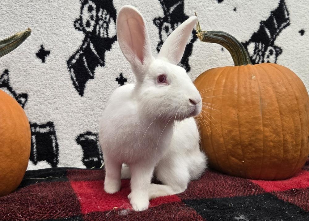 Mark, a Adoptable Bunny Rabbit in Westford, MA image 6/6