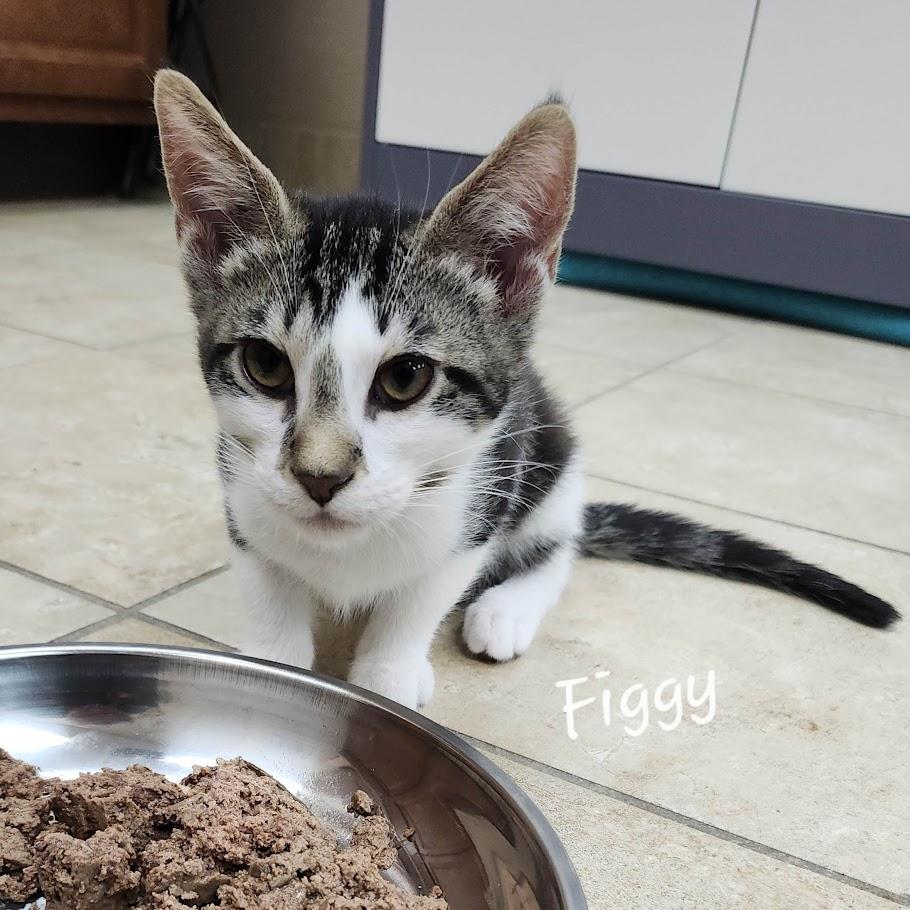 Figgy, an adoptable Domestic Short Hair in Rochester, NY image 1/6