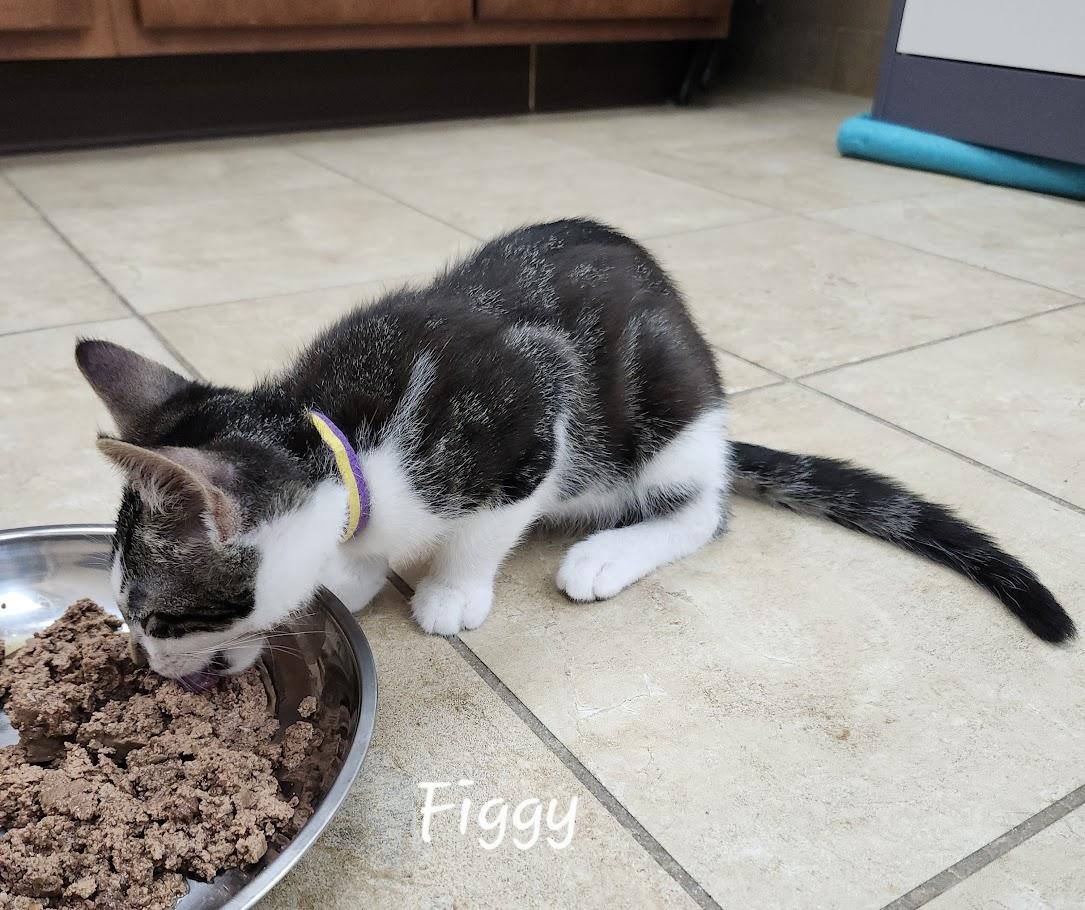Figgy, an adoptable Domestic Short Hair in Rochester, NY image 2/6