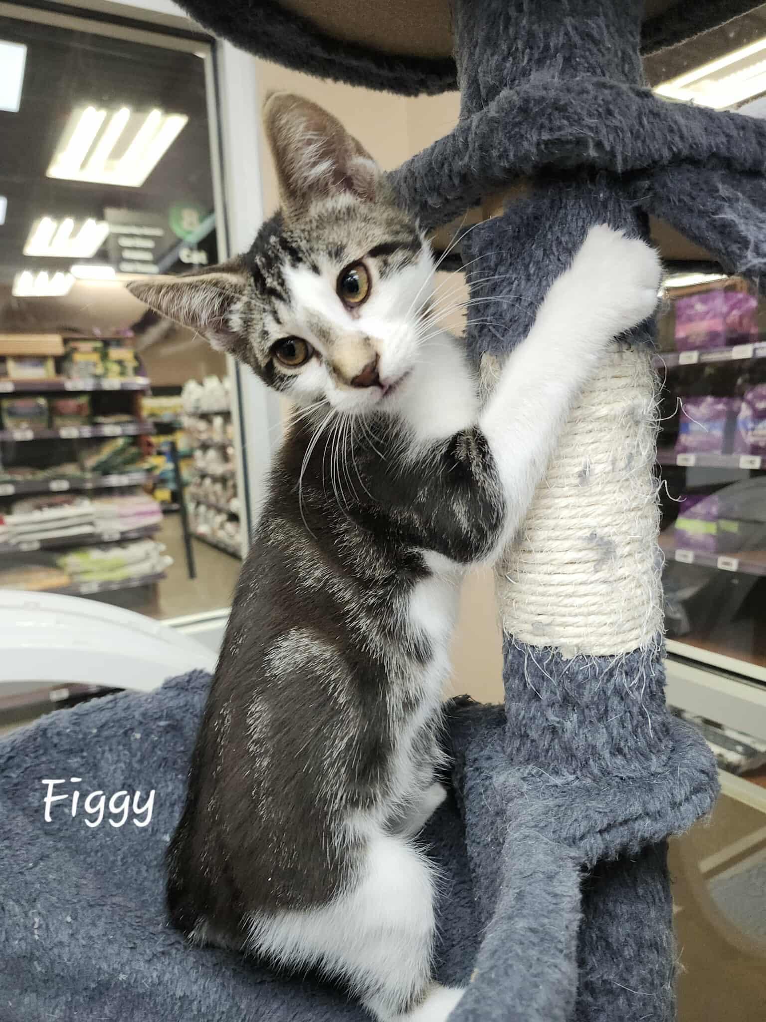 Figgy, an adoptable Domestic Short Hair in Rochester, NY image 3/6