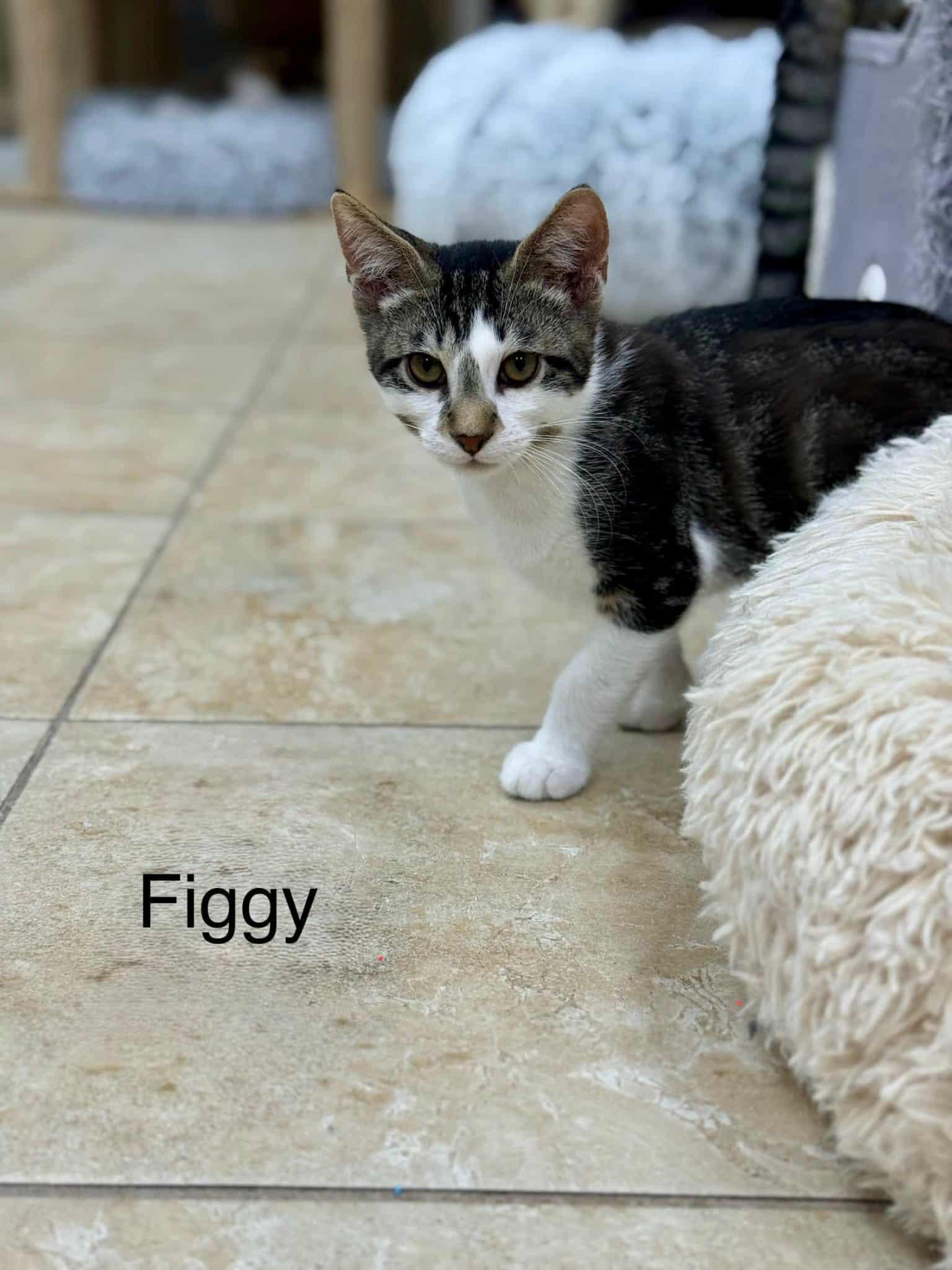 Figgy, an adoptable Domestic Short Hair in Rochester, NY image 4/6