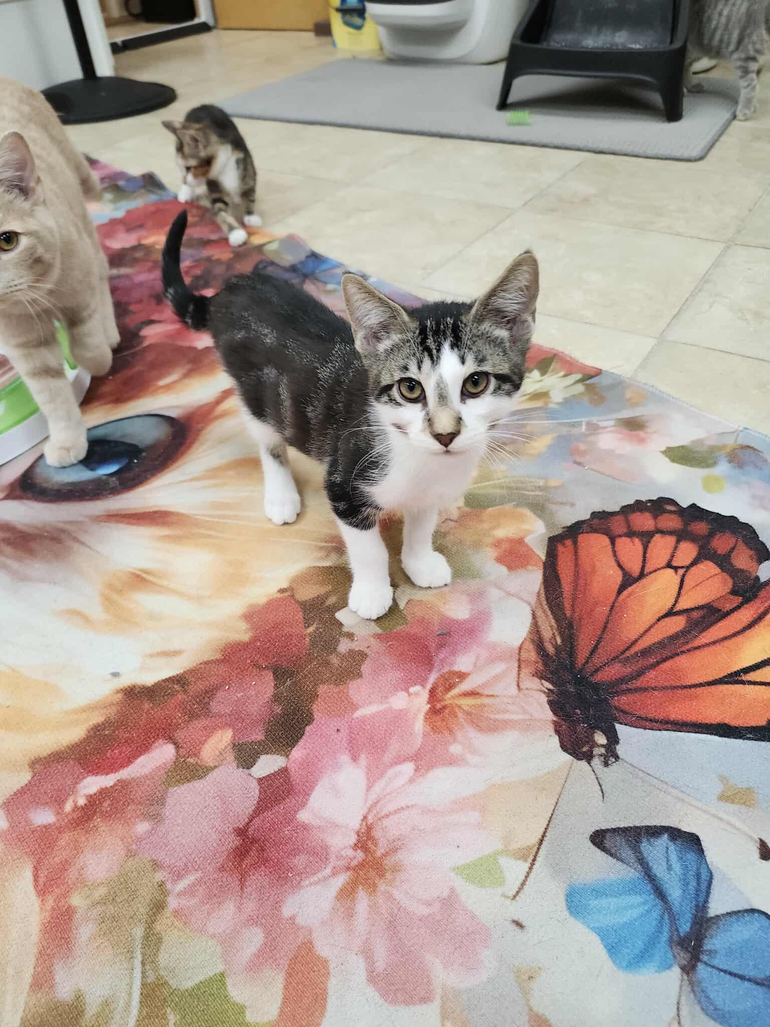 Figgy, an adoptable Domestic Short Hair in Rochester, NY image 5/6