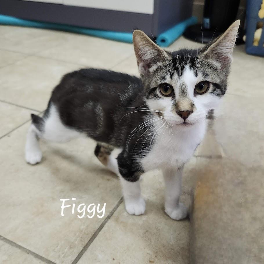 Figgy, an adoptable Domestic Short Hair in Rochester, NY image 6/6