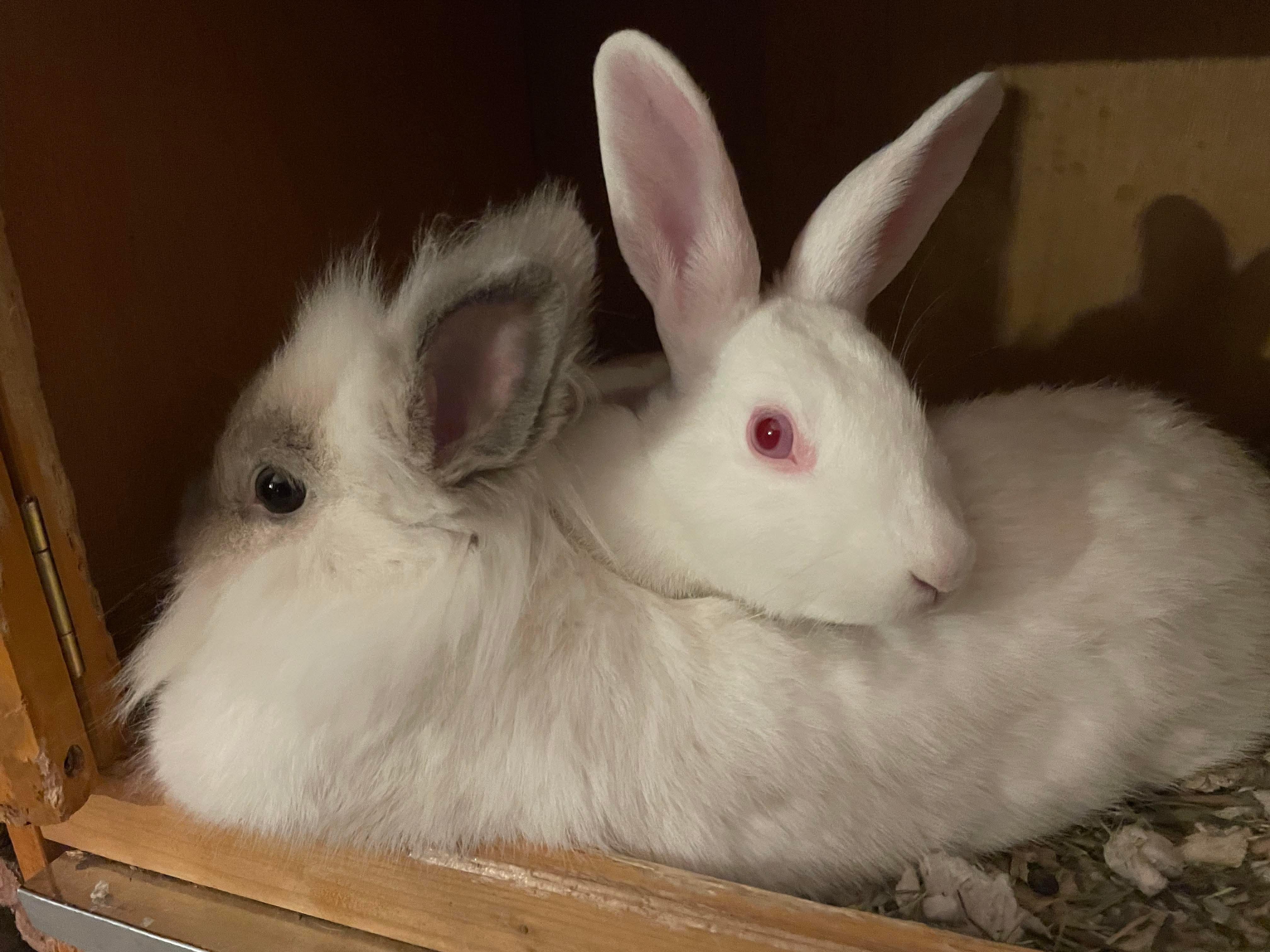 Enlarge Marty (bonded with Doc), a Adoptable mixed breed in Norway, ME image 3/6