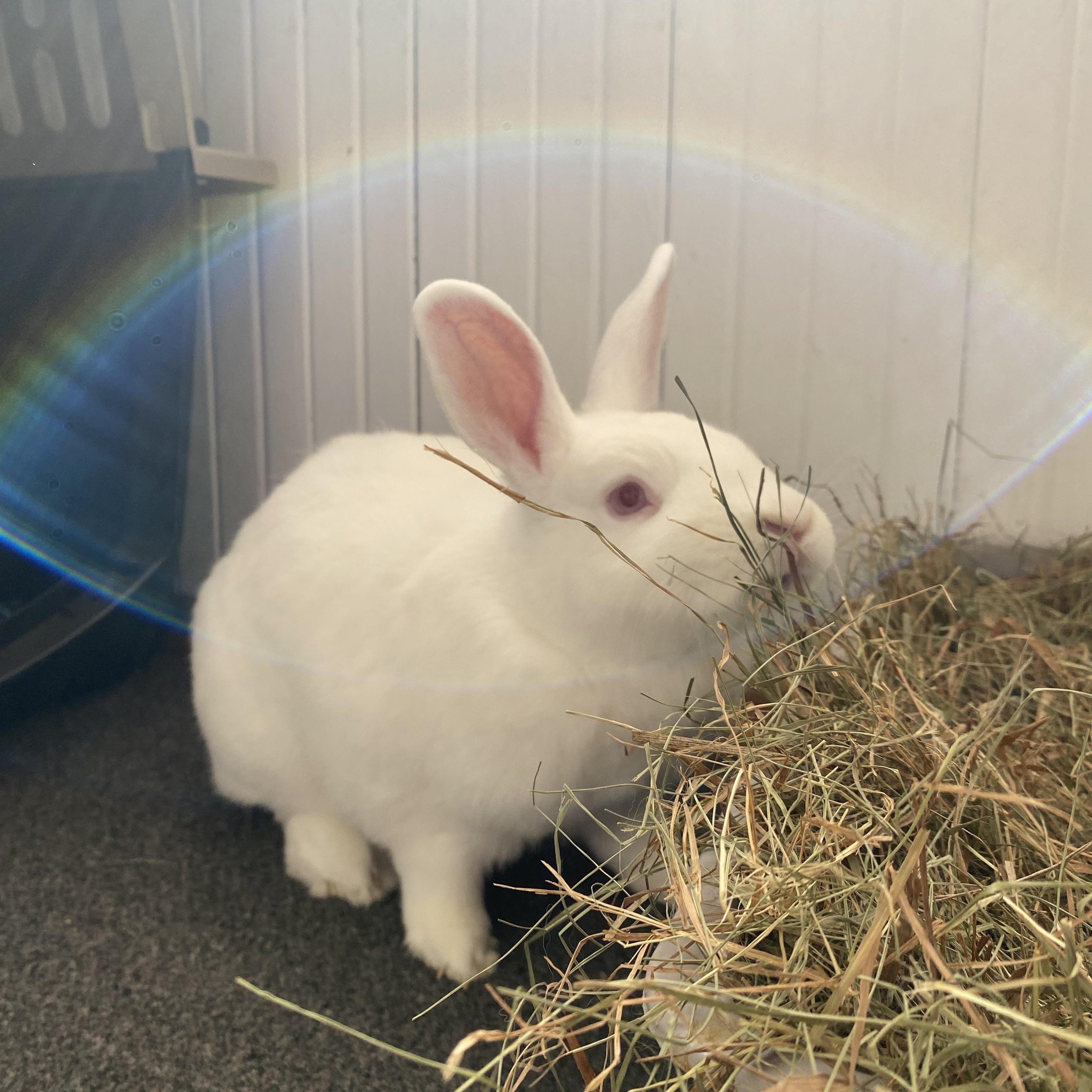 Marty (bonded with Doc), Adoptable, Adult Female Bunny Rabbit.
