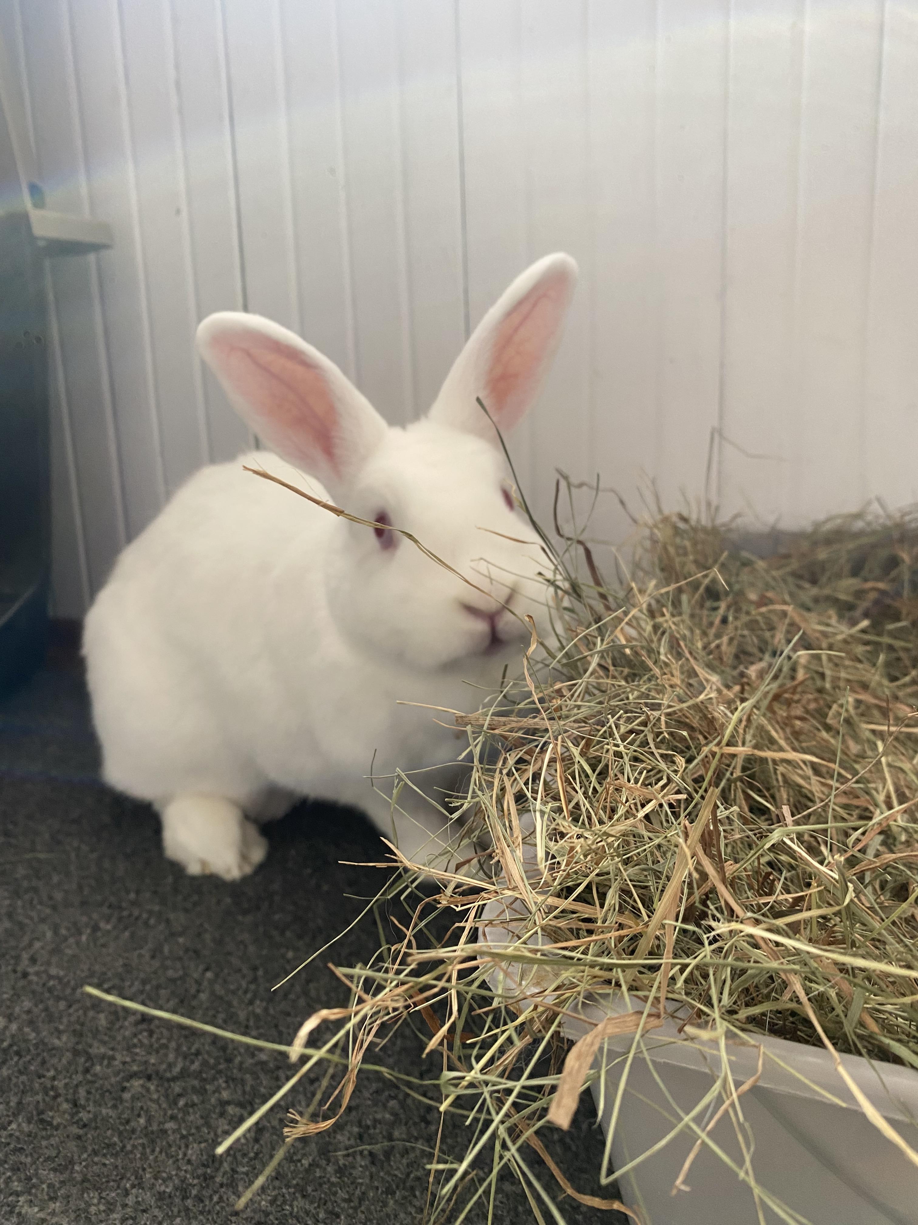 Enlarge Marty (bonded with Doc), a Adoptable mixed breed in Norway, ME image 4/6