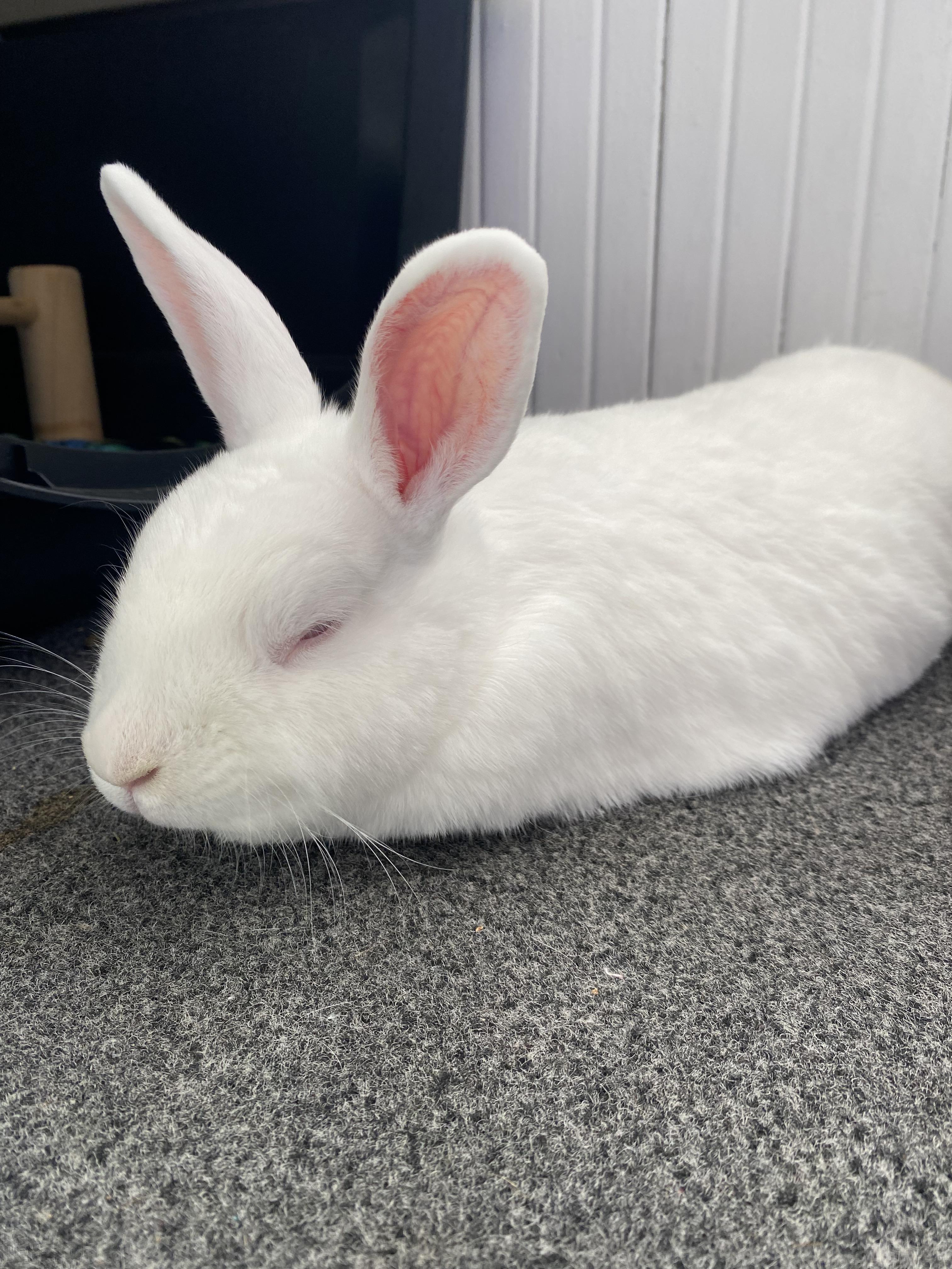 Enlarge Marty (bonded with Doc), a Adoptable mixed breed in Norway, ME image 5/6