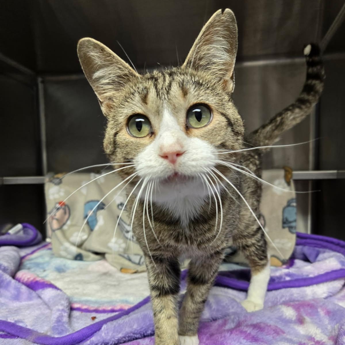 Stuart (FIV), a ADOPTABLE Domestic Short Hair in Watertown, WI image 2/2