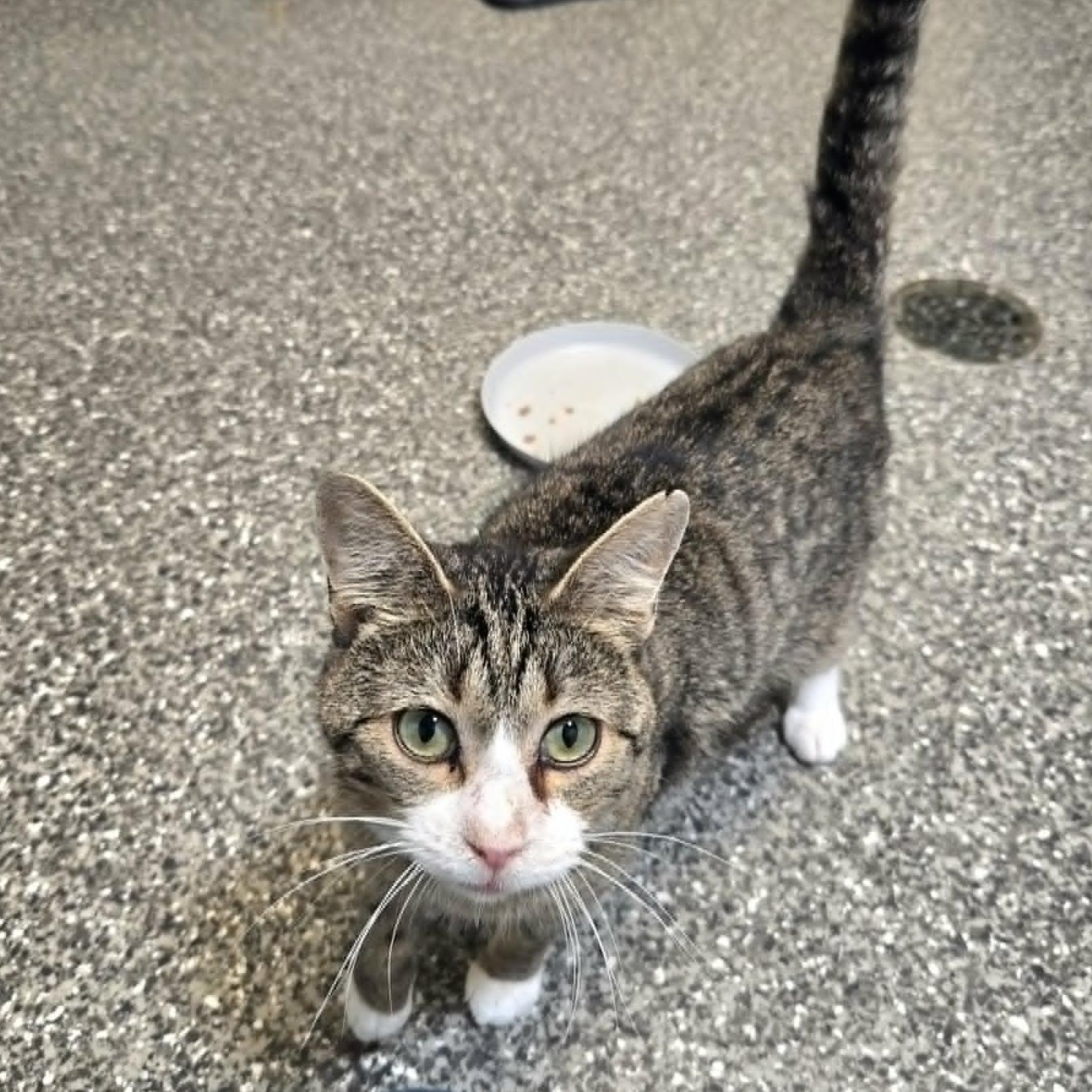 Stuart (FIV), a ADOPTABLE Domestic Short Hair in Watertown, WI image 1/2