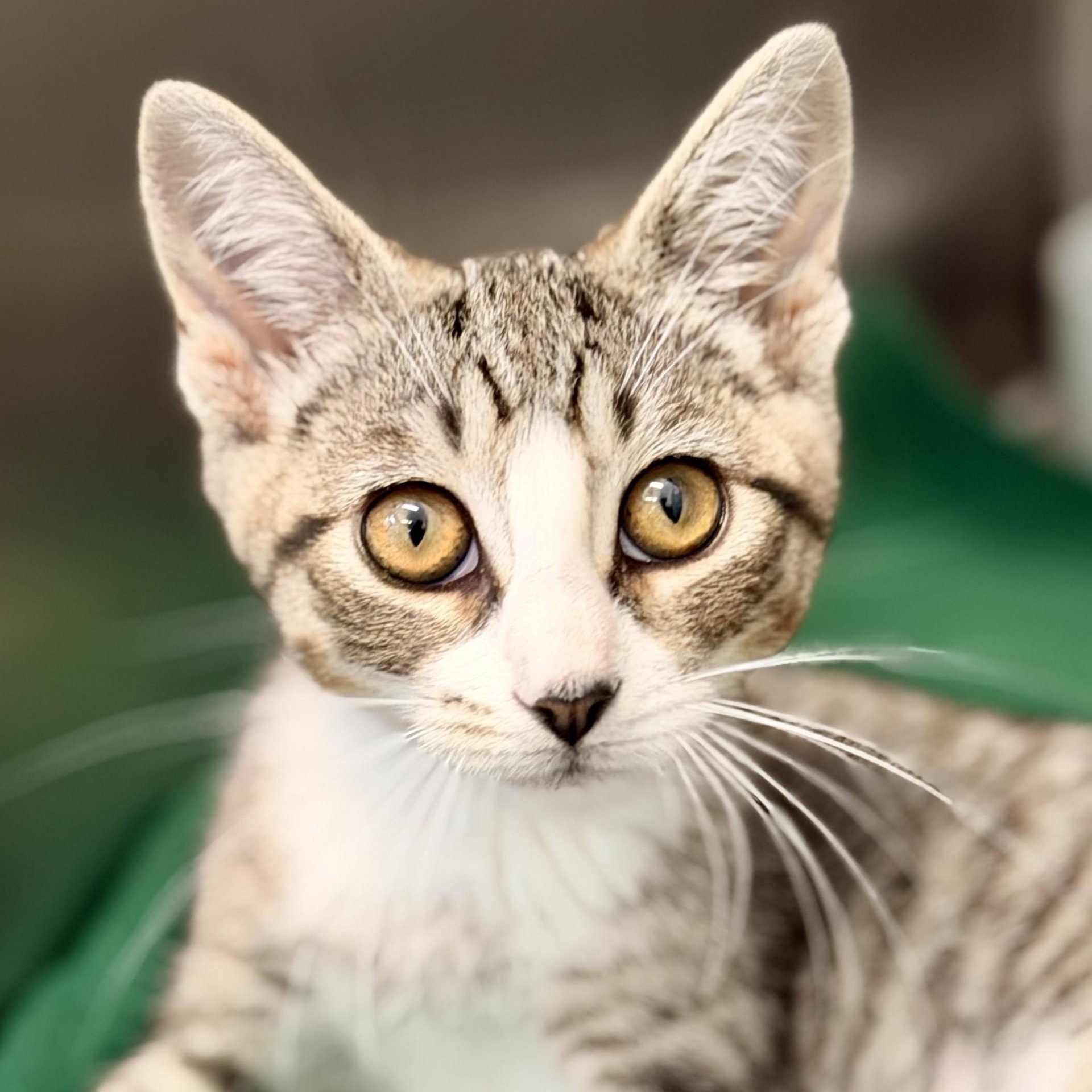 Dolly, adopted, Kitten Female Domestic Short Hair.