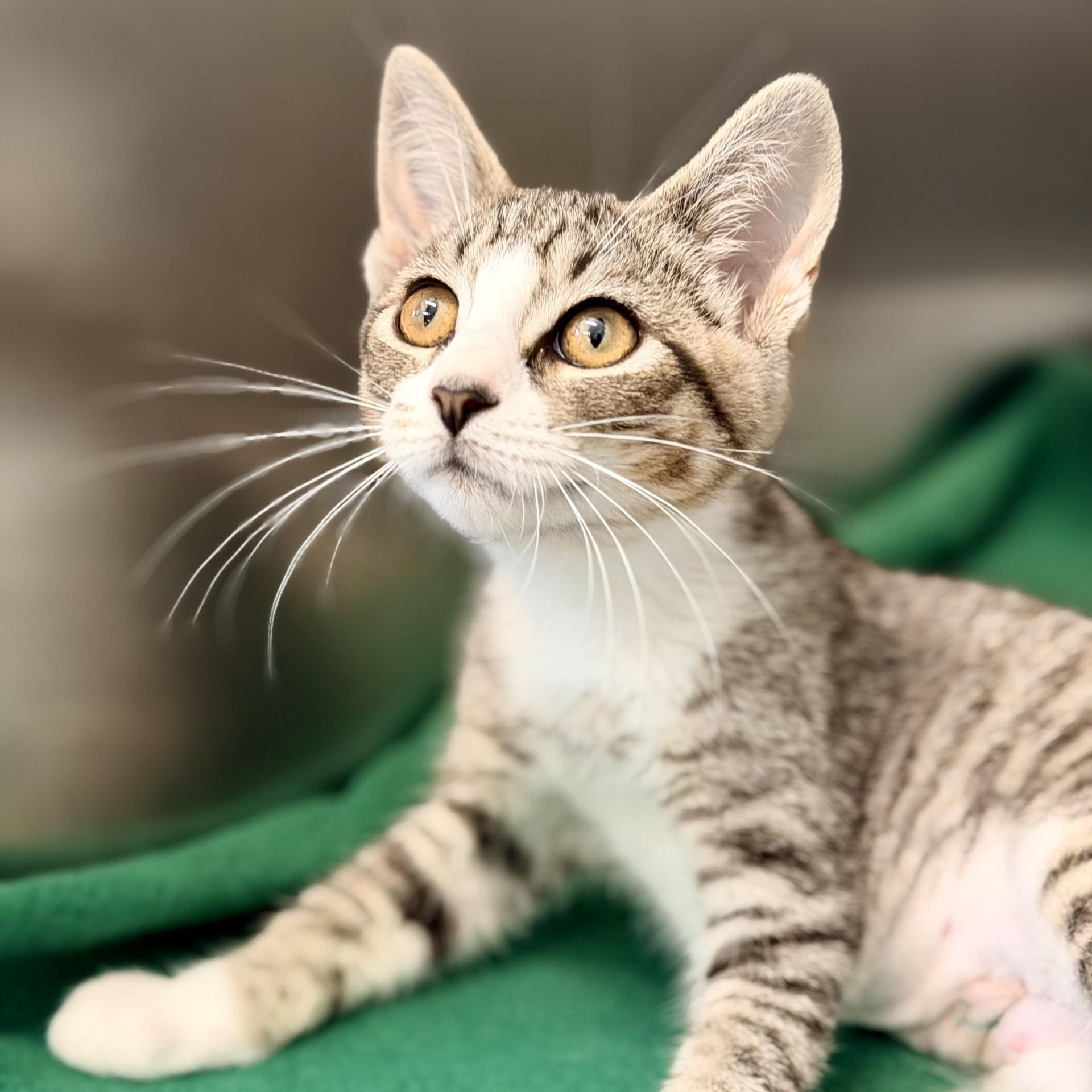 Dolly, an adopted Domestic Short Hair in Jackson, NJ image 2/2