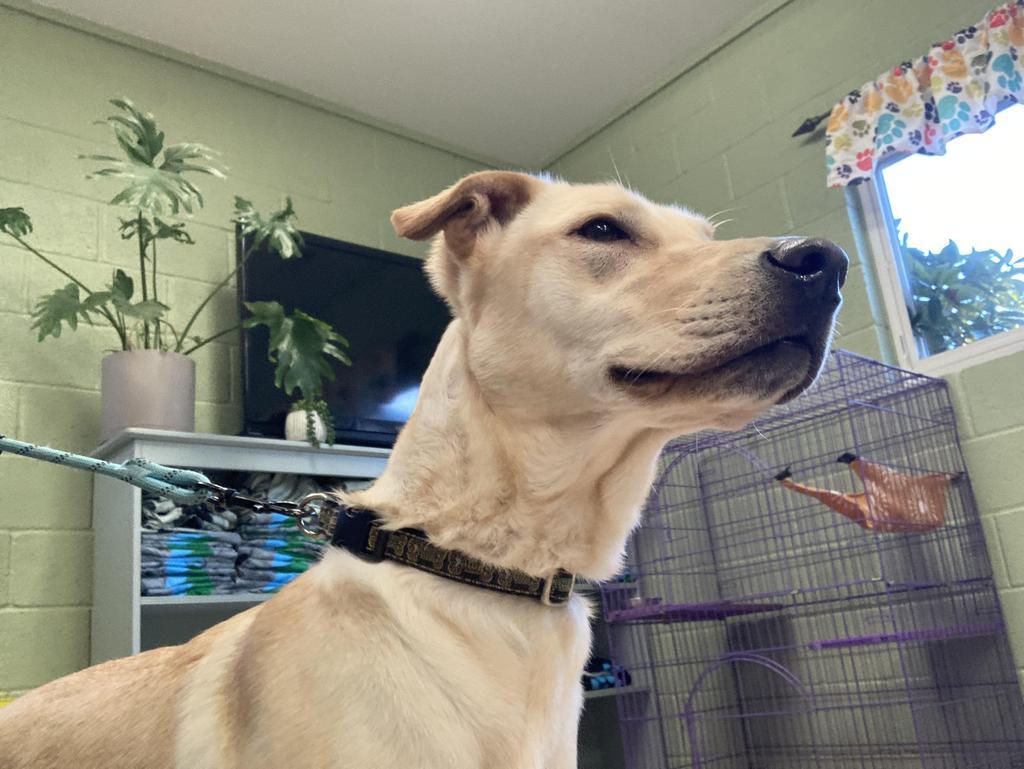 Lovey, Adoptable, Young Female Labrador Retriever & Mixed Breed.