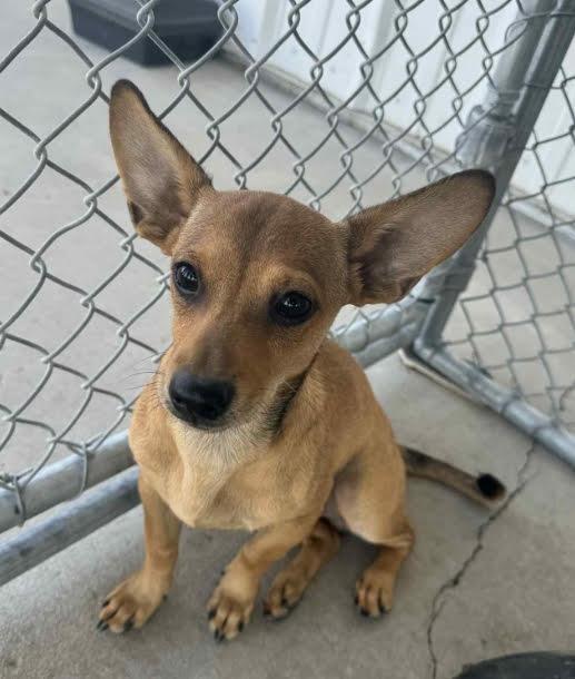 Pop -- URGENT!!! OUT OF TIME!!!