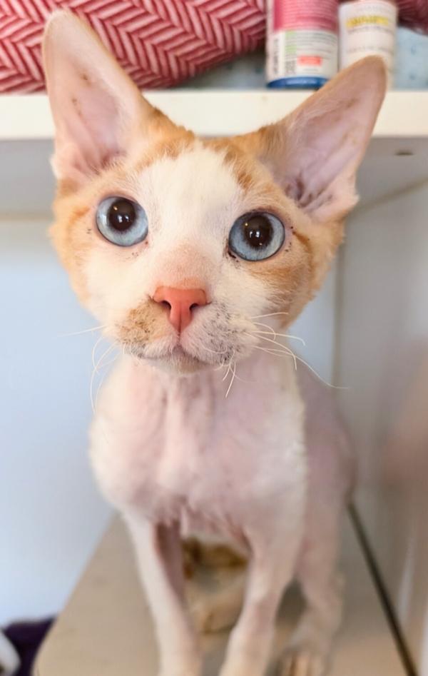 Enlarge TERIAKI, an adopted mixed breed in Kenosha, WI image 1/1