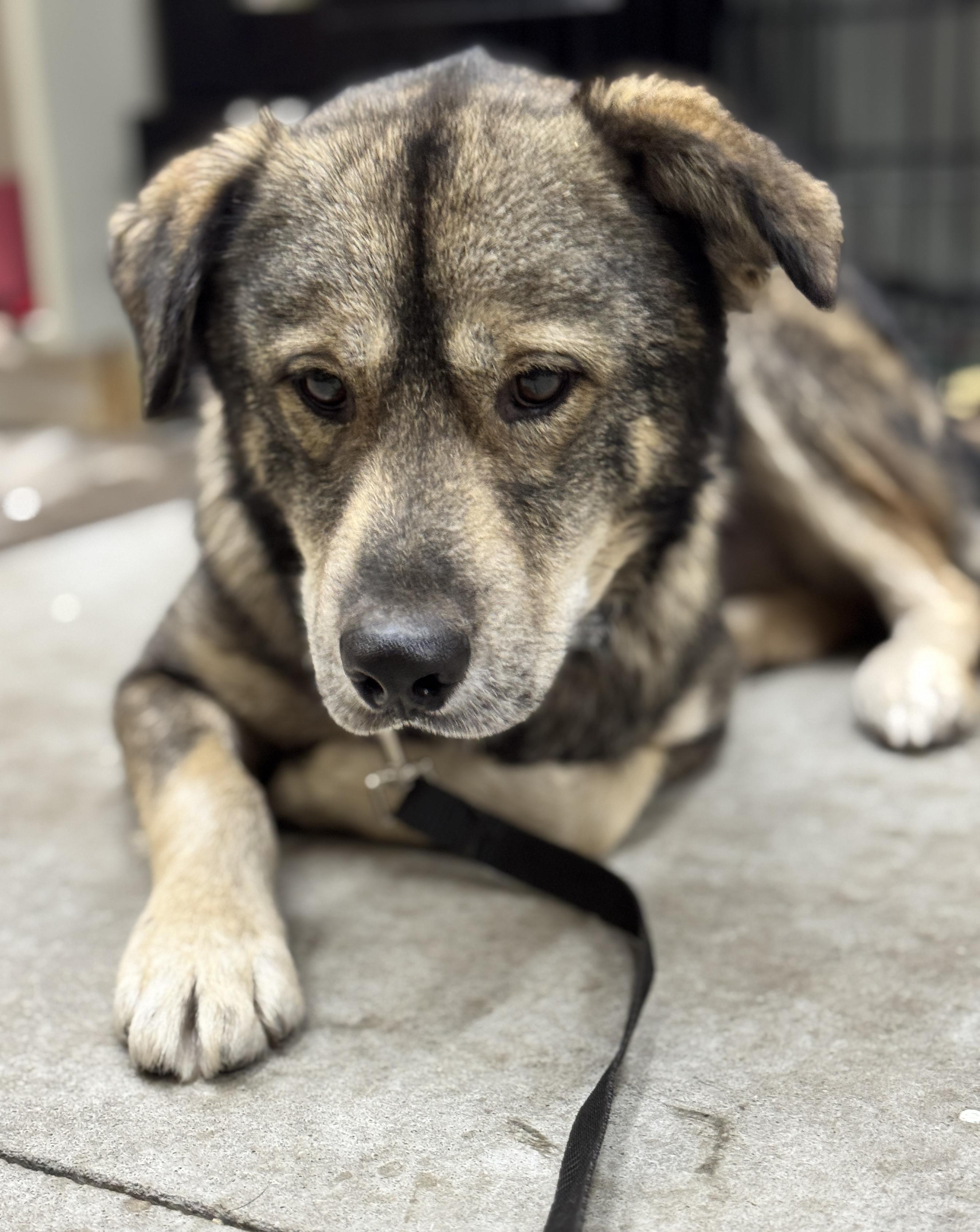 Oddie, an adoptable Husky in Hackensack, MN, 56452 | Photo Image 2