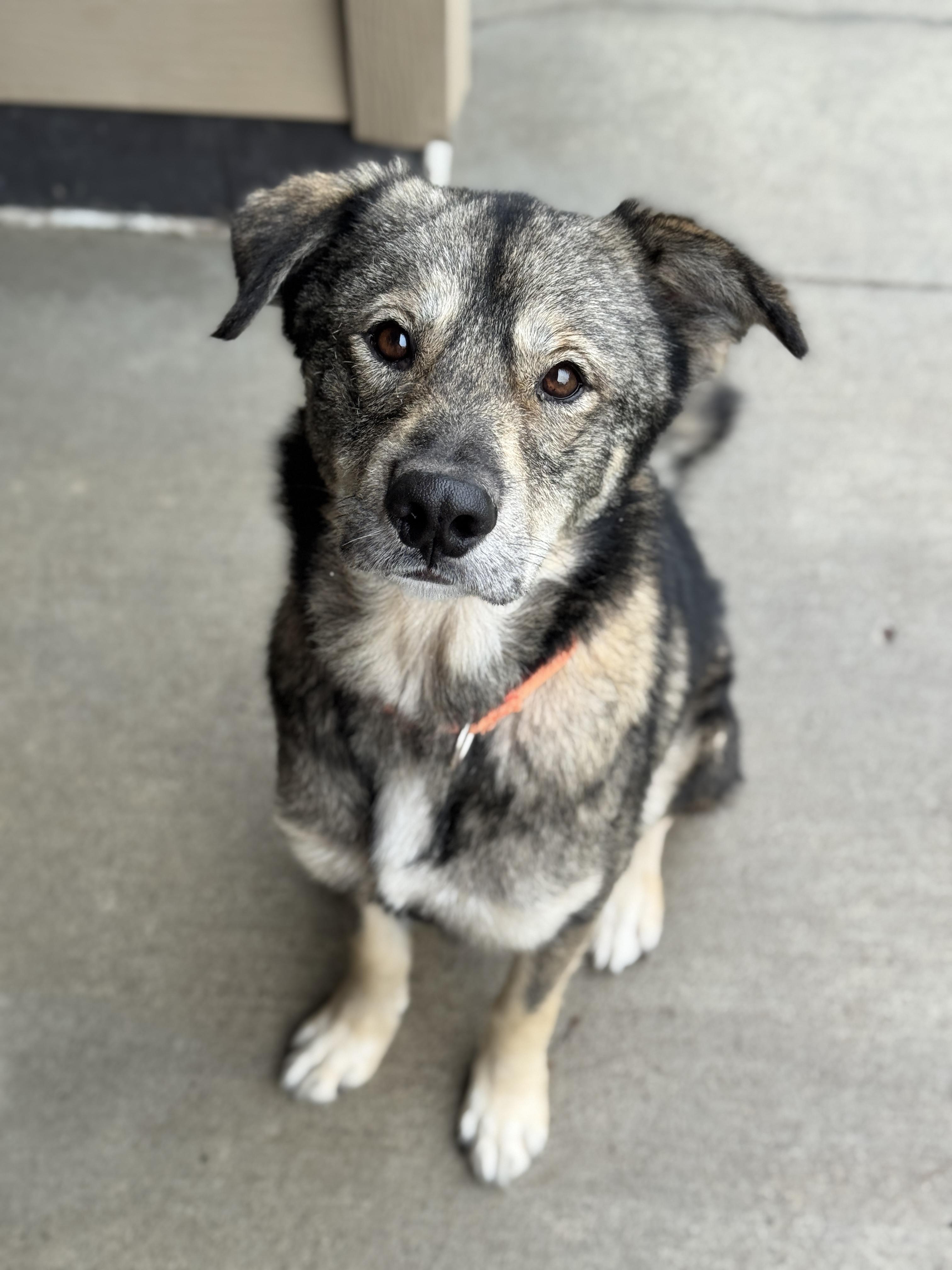 Oddie, an adoptable Husky in Hackensack, MN, 56452 | Photo Image 3
