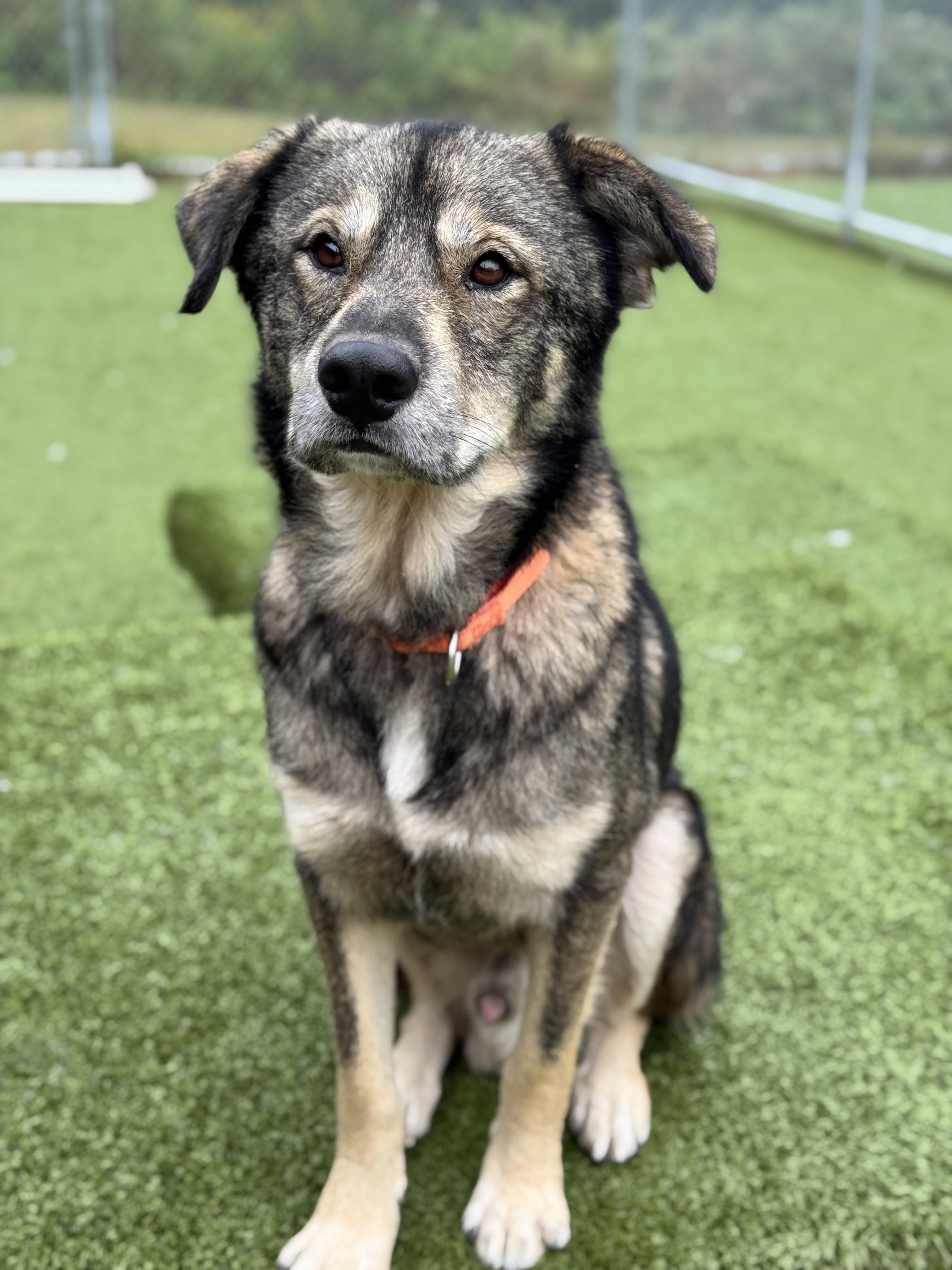 Oddie, an adoptable Husky in Hackensack, MN, 56452 | Photo Image 1