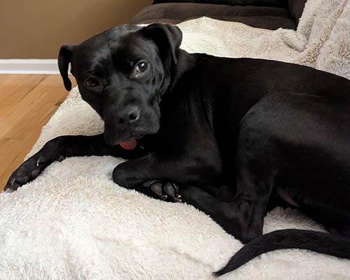 Bebe, a Adoptable mixed breed in Lake Wylie, SC image 3/6