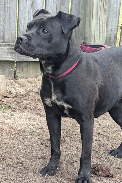 Bebe, a Adoptable mixed breed in Lake Wylie, SC image 1/6