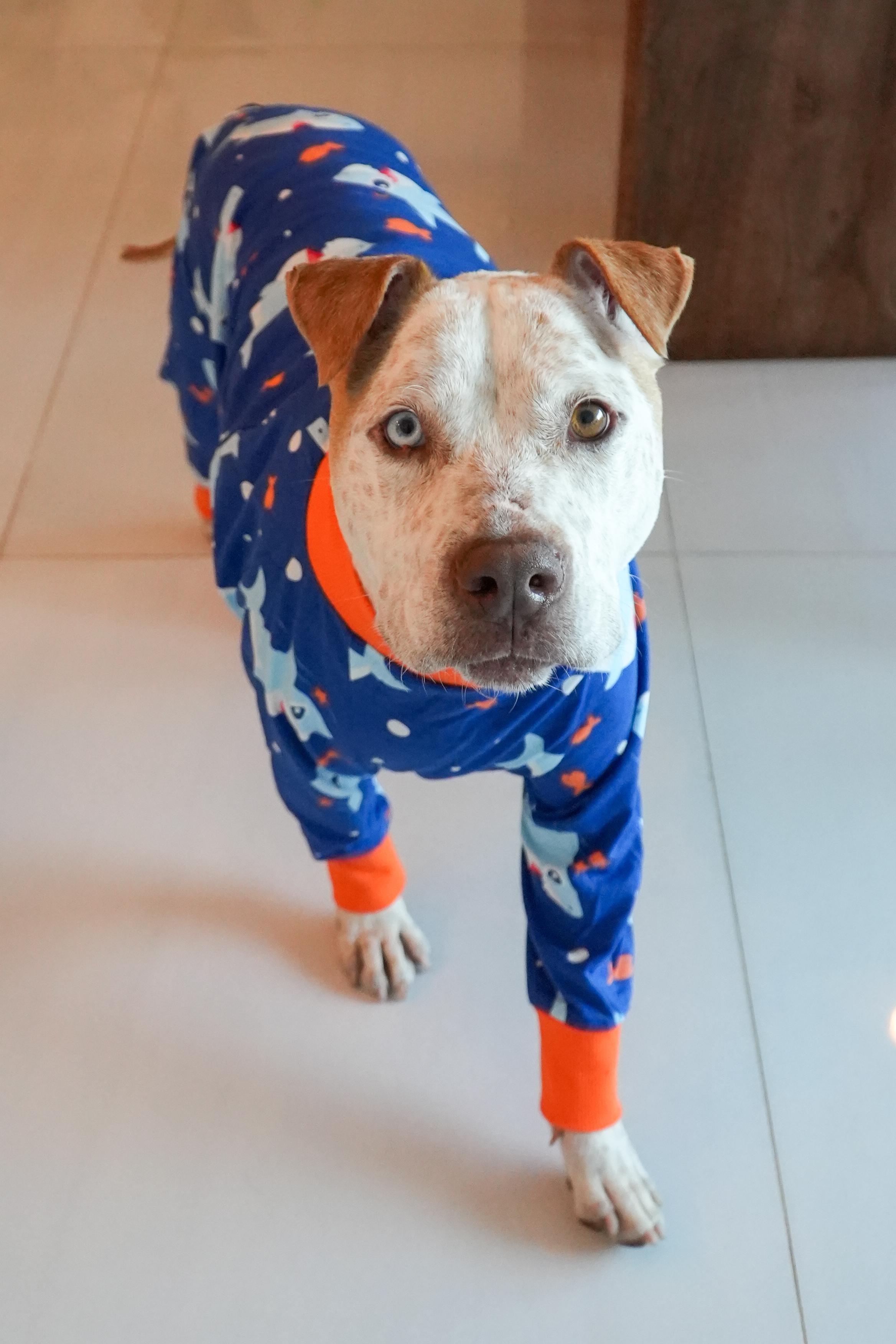 Bucky Bear thumbnail 2