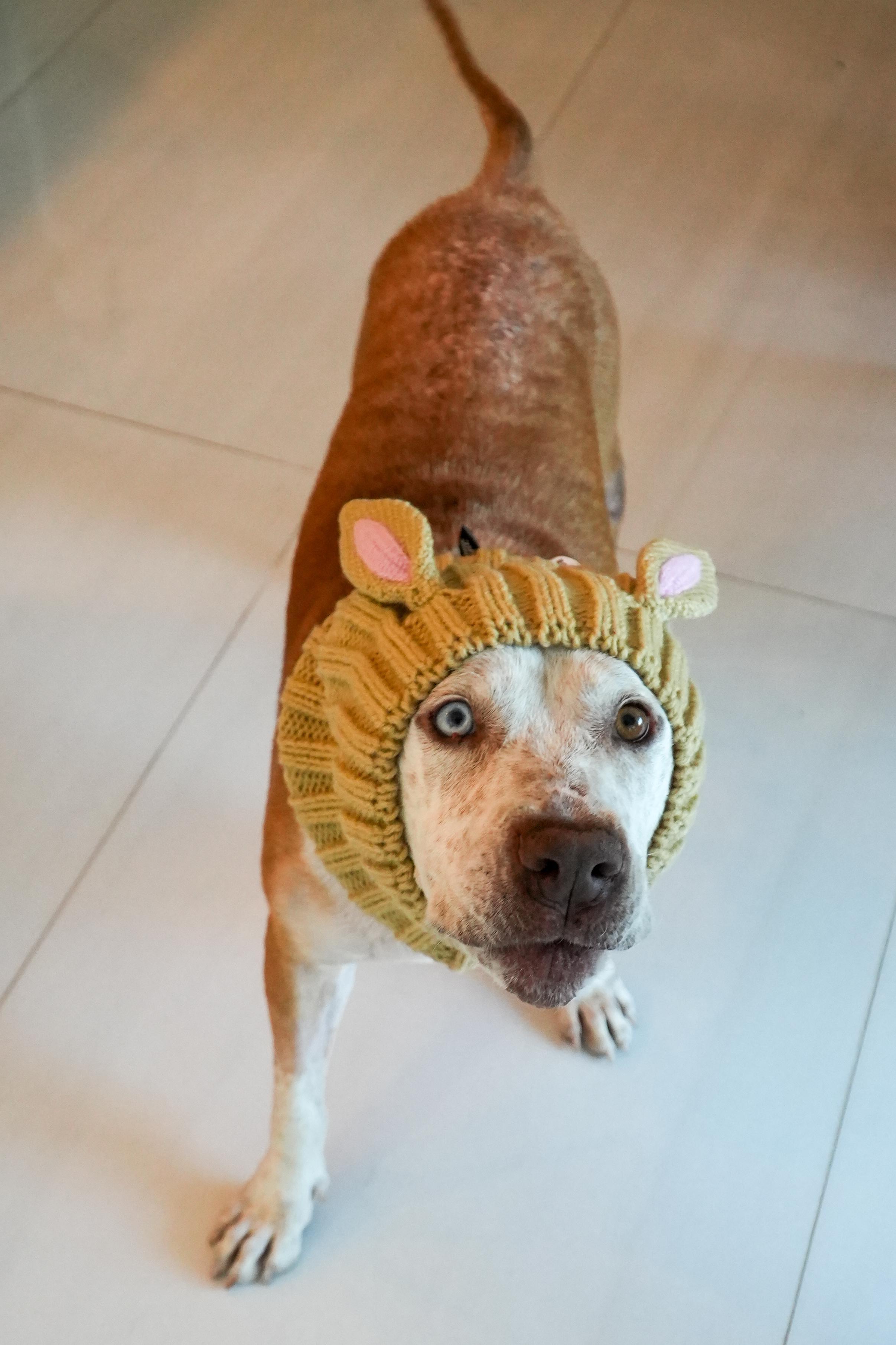 Bucky Bear thumbnail 4