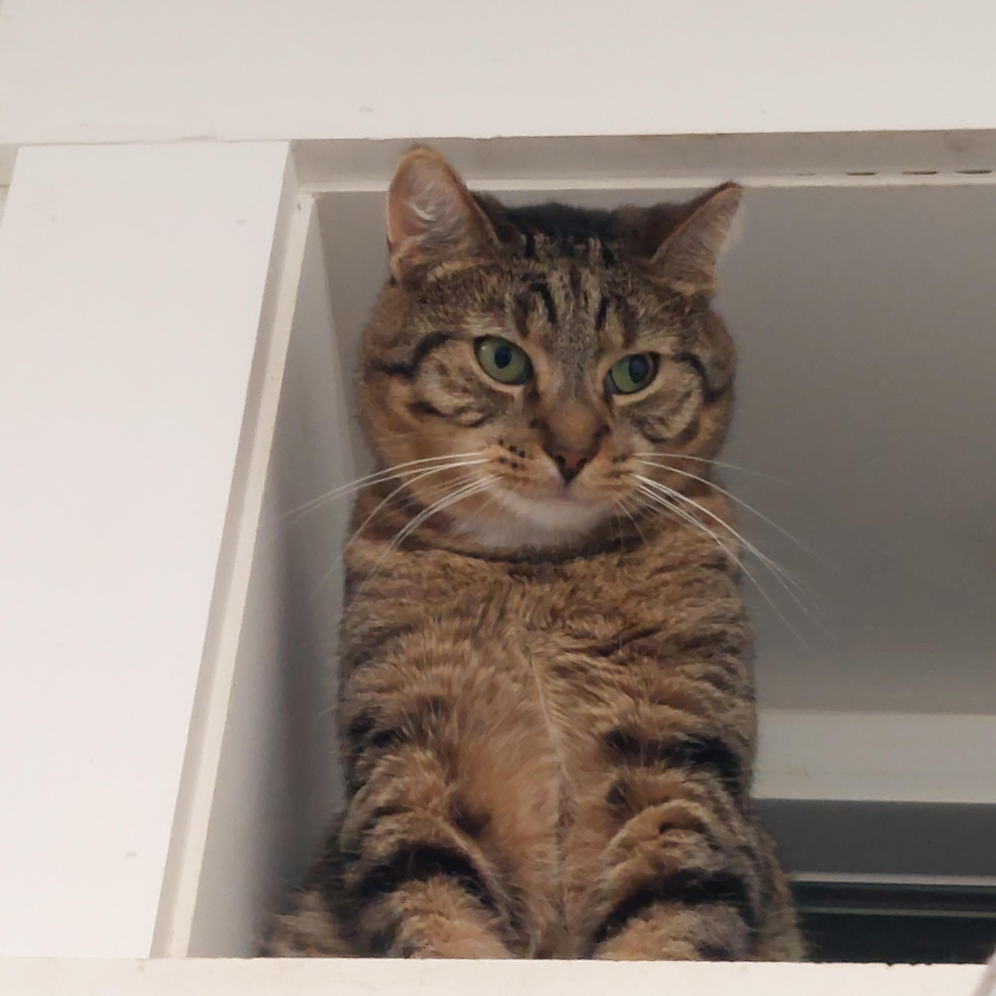 Enlarge Tom Tom, a Adoptable Domestic Short Hair in Williamsport, PA image 1/3