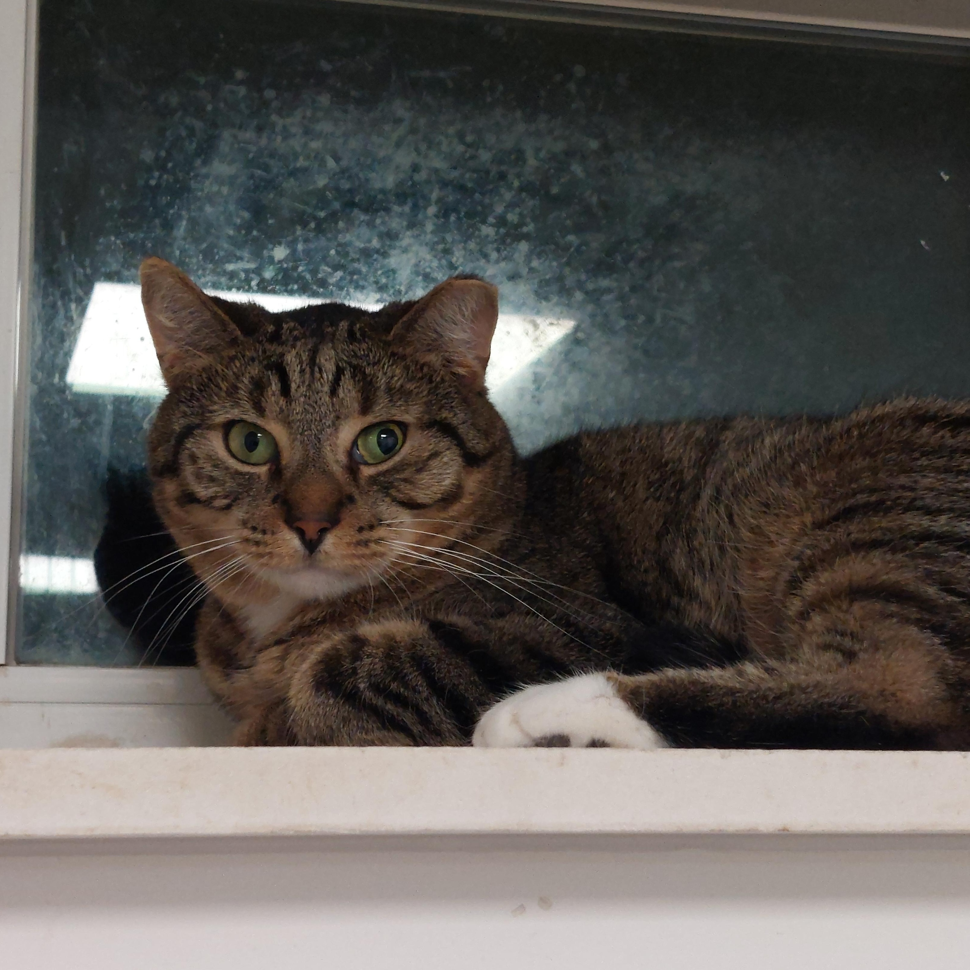 Enlarge Tom Tom, a Adoptable Domestic Short Hair in Williamsport, PA image 2/3