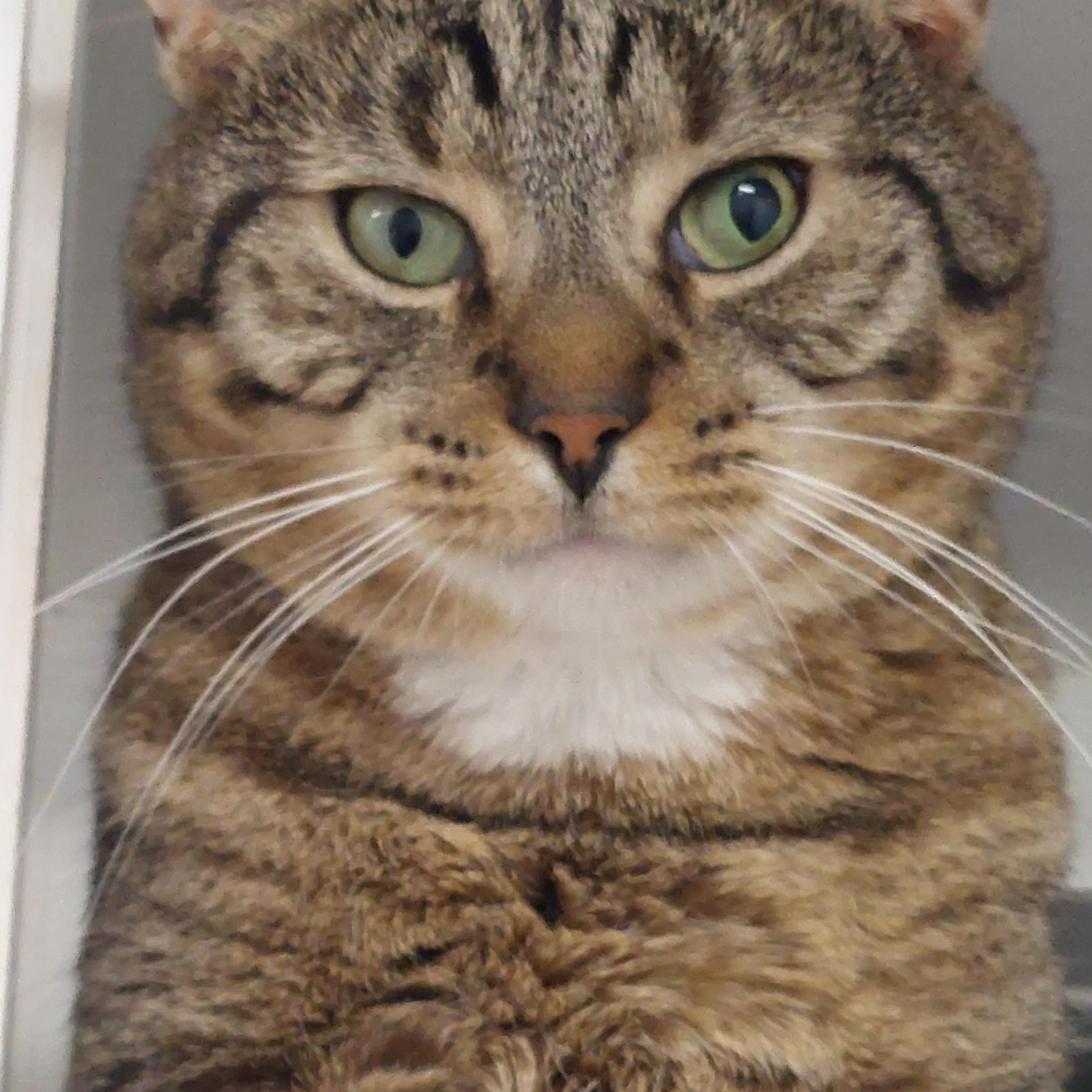 Enlarge Tom Tom, a Adoptable Domestic Short Hair in Williamsport, PA image 3/3