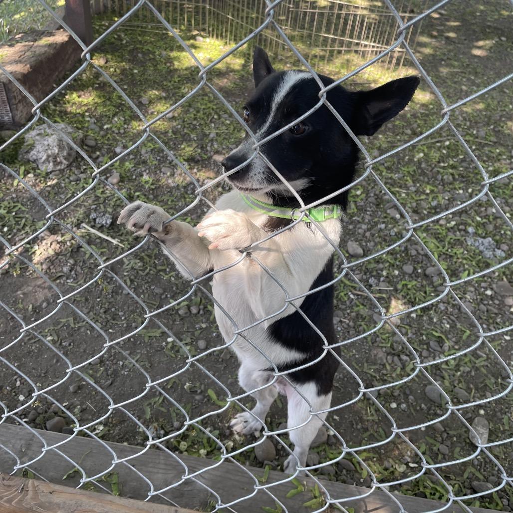 Gus, Adoptable, Adult Male Chihuahua & Mixed Breed.