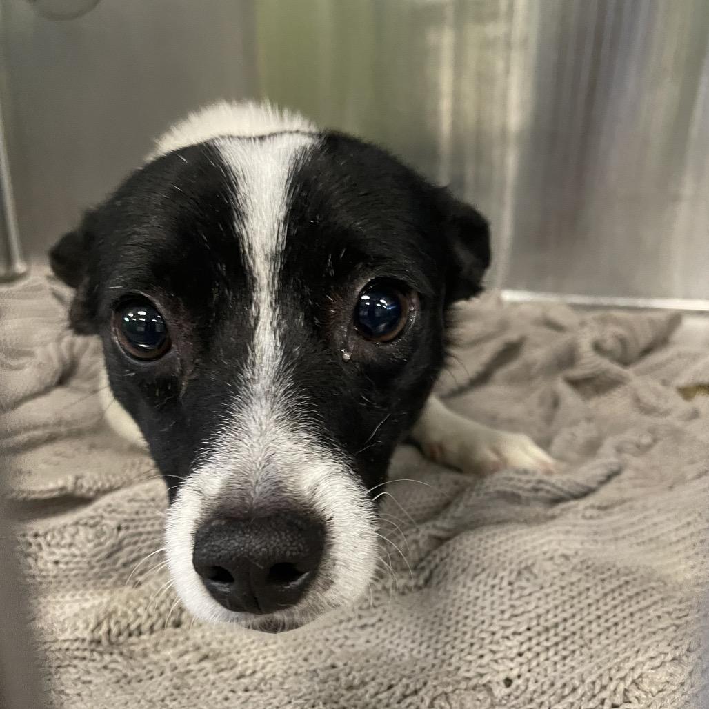 Enlarge Gus, a Adoptable mixed breed in Spokane, WA image 2/6