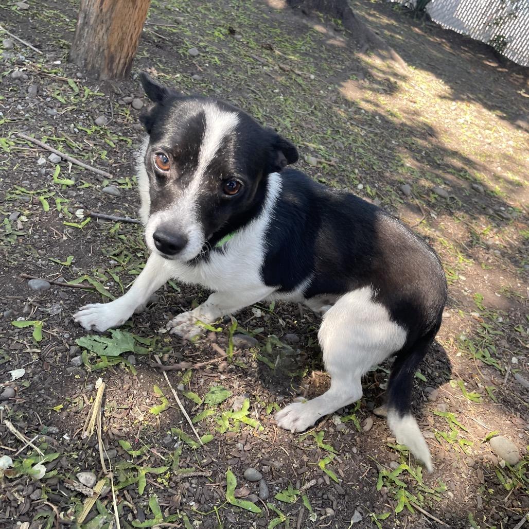 Enlarge Gus, a Adoptable mixed breed in Spokane, WA image 4/6