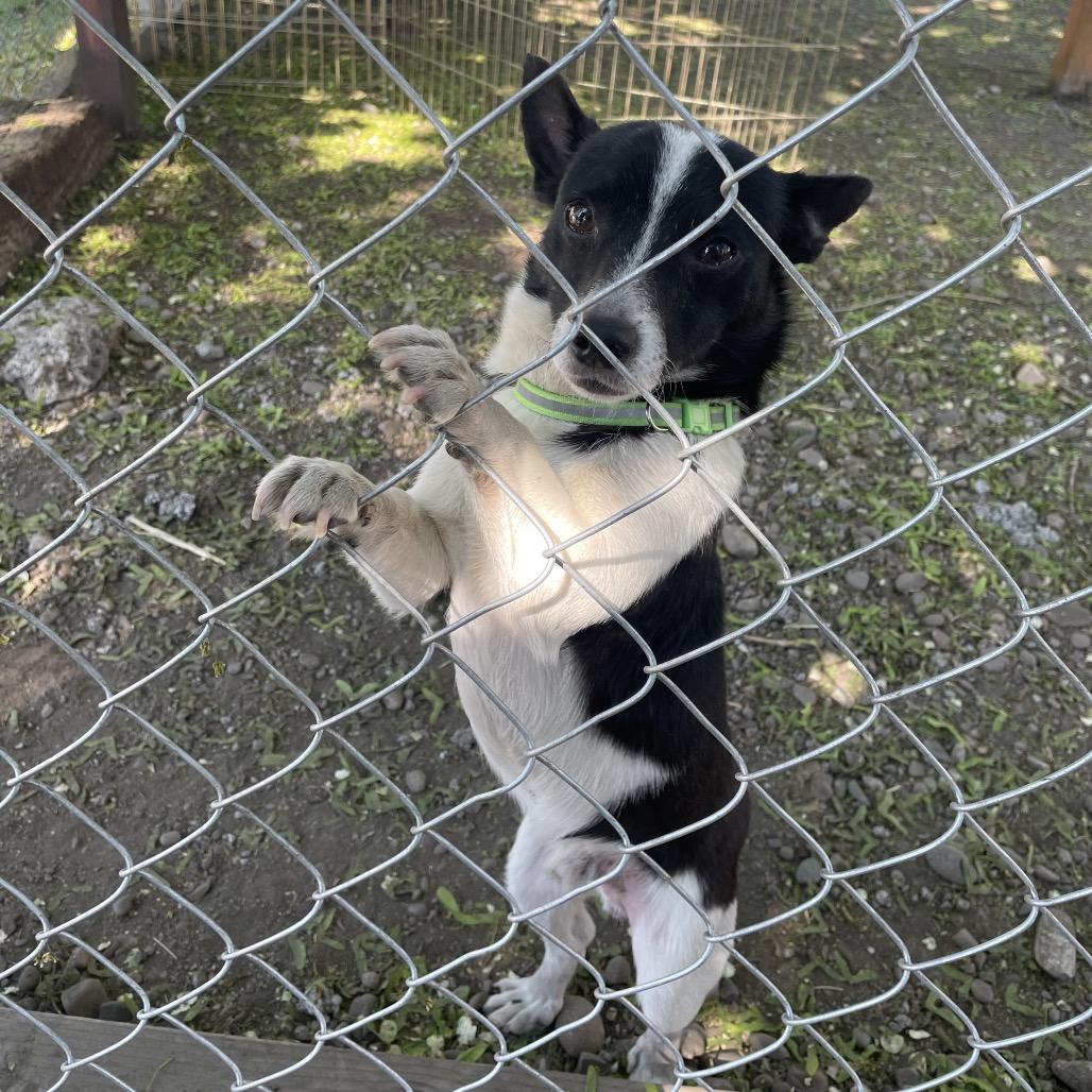 Enlarge Gus, a Adoptable mixed breed in Spokane, WA image 5/6