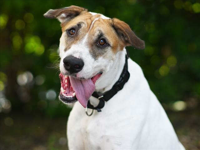 JETT, Adoptable, Adult Male Foxhound.