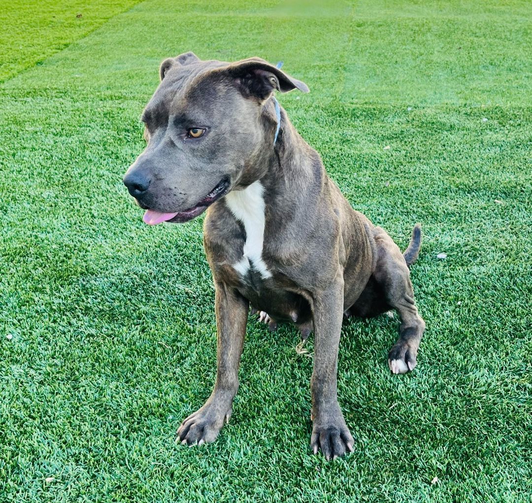 Enlarge Reign, a Adopted mixed breed in Washington, DC image 4/6