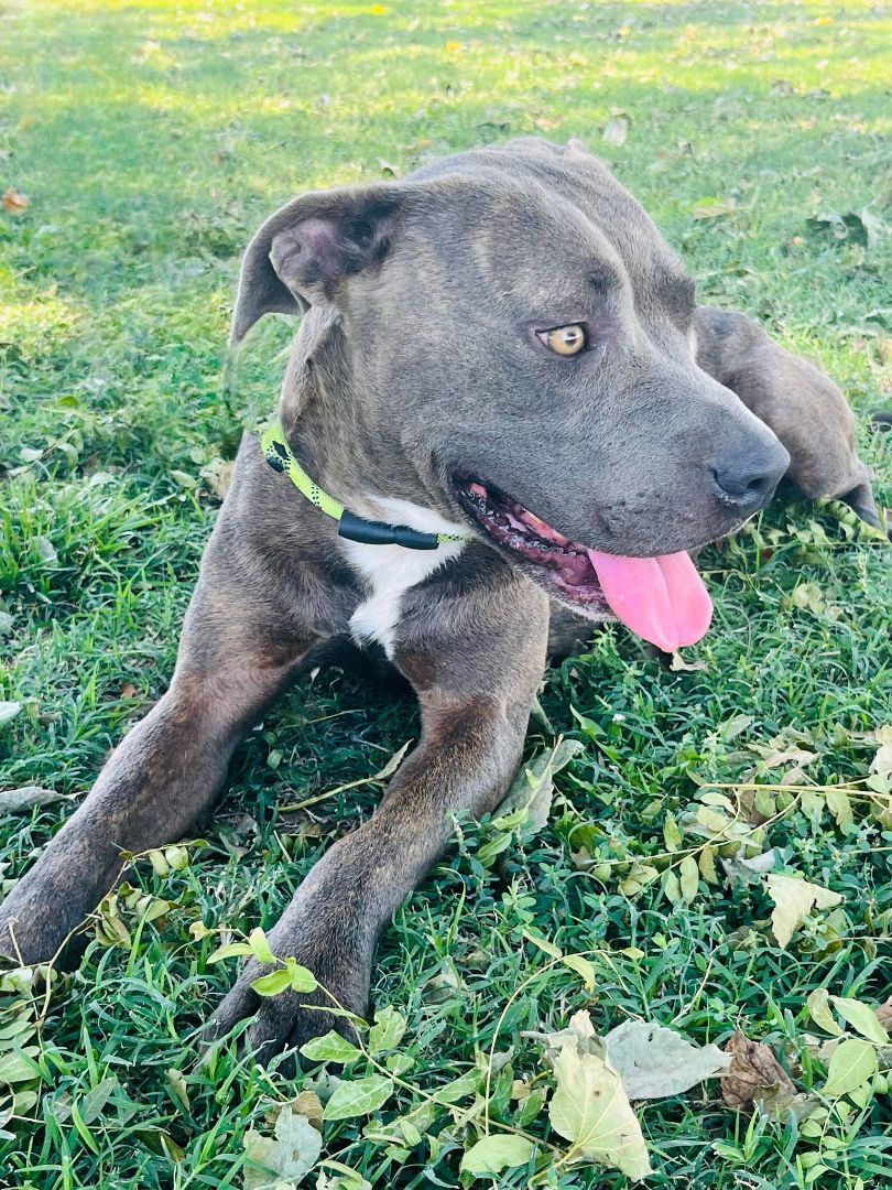 Enlarge Reign, a Adopted mixed breed in Washington, DC image 6/6