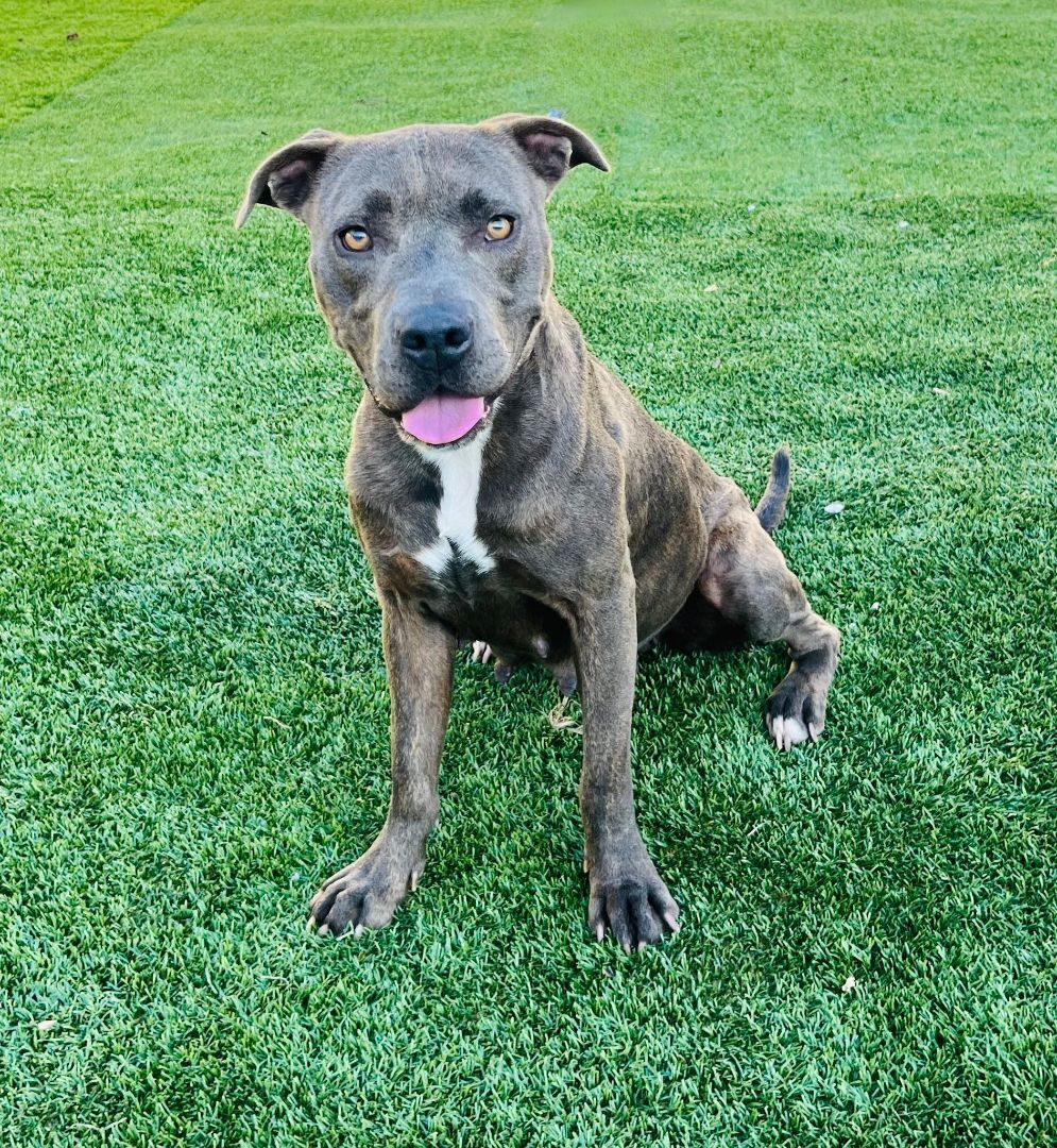 Enlarge Reign, a Adopted mixed breed in Washington, DC image 1/6