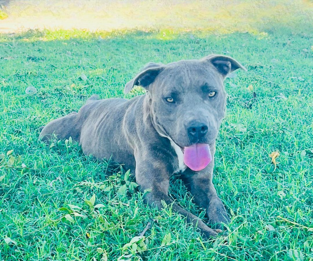 Enlarge Reign, a Adopted mixed breed in Washington, DC image 5/6