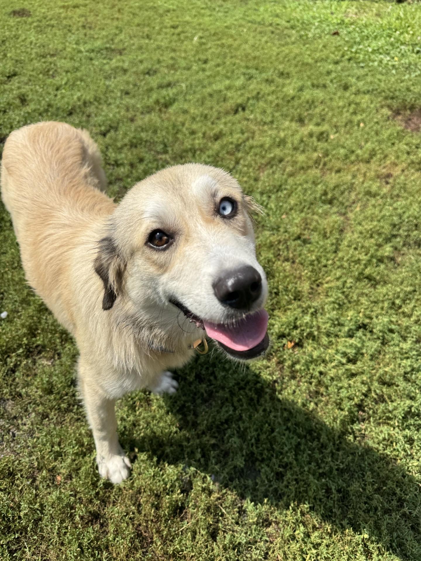 Bella, Adoptable, Young Female Mixed Breed.