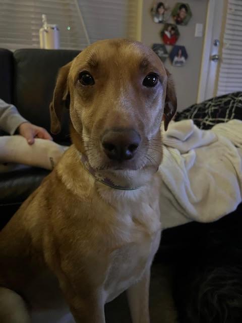 Daisy photo 2