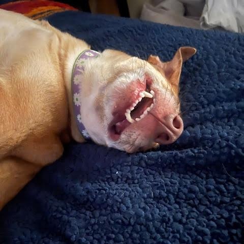 Daisy photo 1