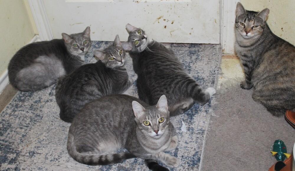 Lightningbug (CL-J), Adoptable, Adult Female Domestic Short Hair.