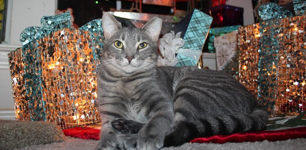 Enlarge Lightningbug (CL-J), a Adoptable mixed breed in Austin, TX image 2/6