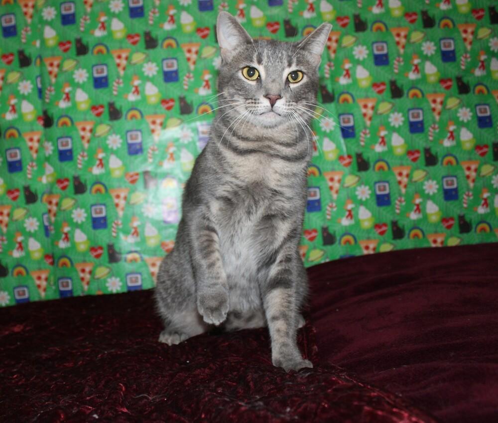 Enlarge Lightningbug (CL-J), a Adoptable mixed breed in Austin, TX image 3/6