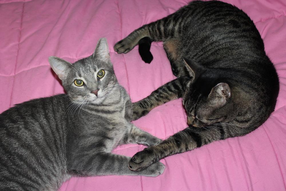 Enlarge Lightningbug (CL-J), a Adoptable mixed breed in Austin, TX image 5/6